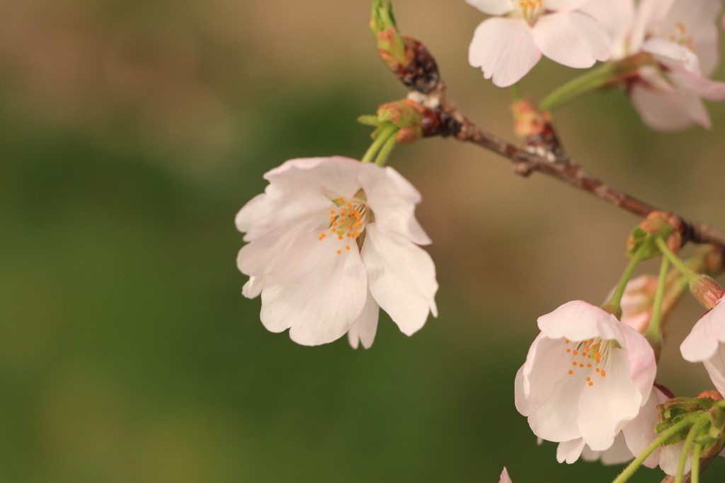 宇治田原の桜
