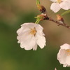 宇治田原の桜