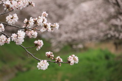 宇治田原桜２