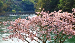 宇治川と桜