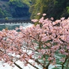 宇治川と桜