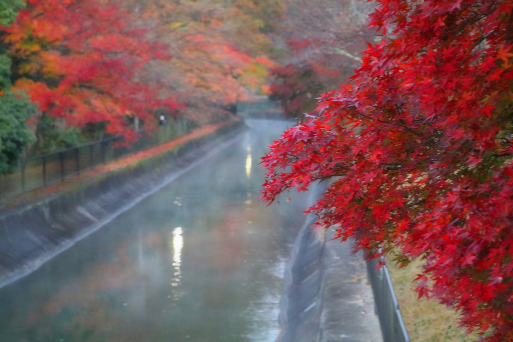 山科疎水の紅葉