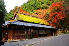京都清滝　鳥居本の紅葉2