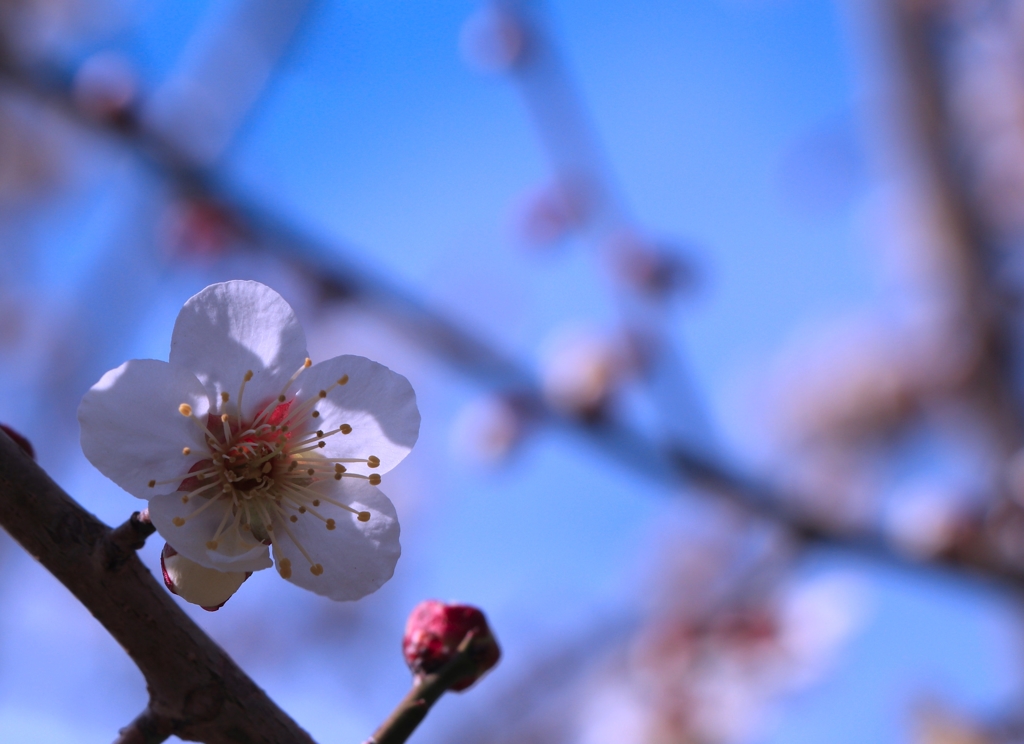 東風吹かば思い起こせよ梅の花