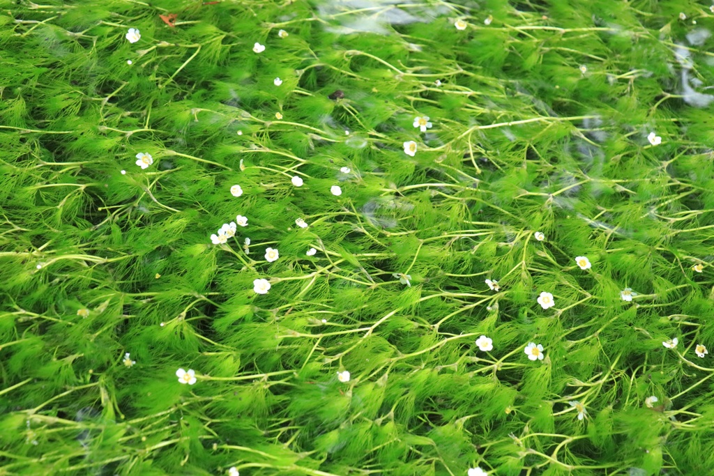滋賀県　醒ヶ井　梅花藻