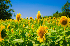 太陽花