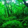 白谷雲水峡～苔むす森～