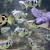 すっぽんもどき