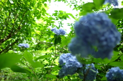 遠くのあじさい