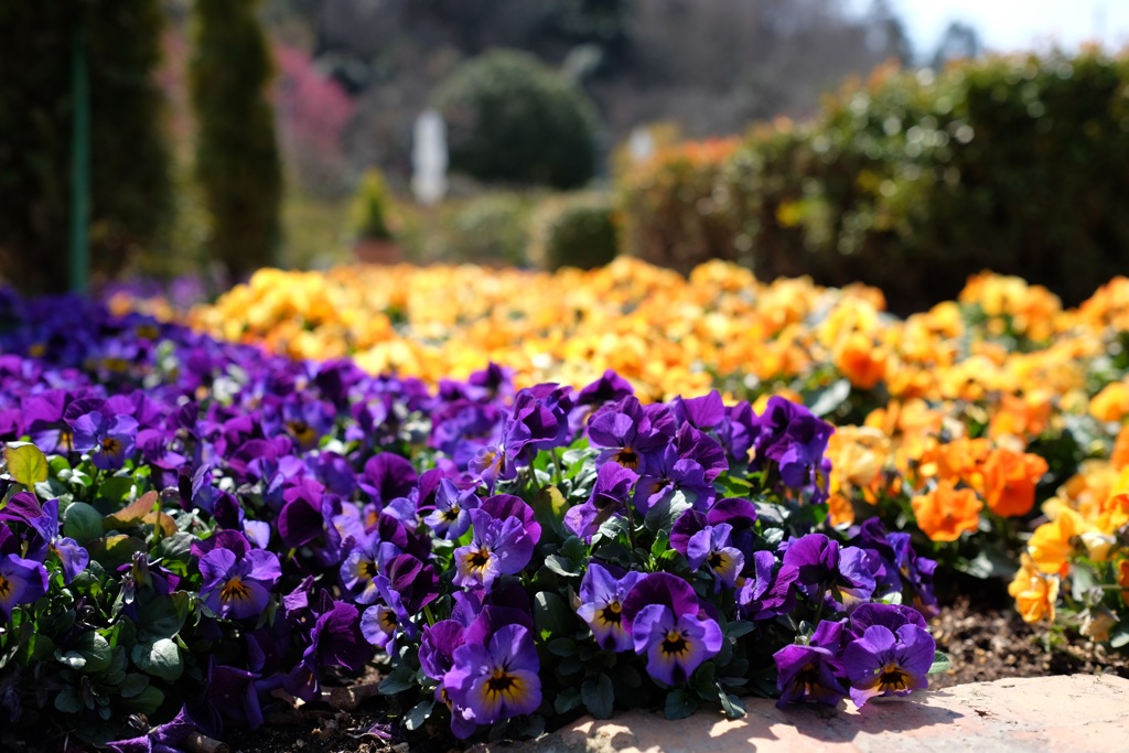 あしかがフラワーパーク