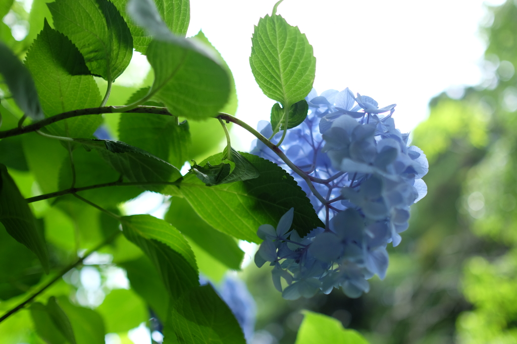 あじさいの裏側