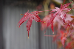 水滴る紅葉
