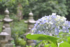 山口県防府市・阿弥陀寺（紫陽花寺）