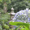 山口県防府市・阿弥陀寺（紫陽花寺）