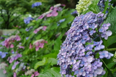 山口県防府市・阿弥陀寺（紫陽花寺）