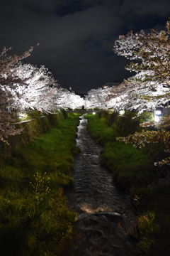 一の坂川の夜桜