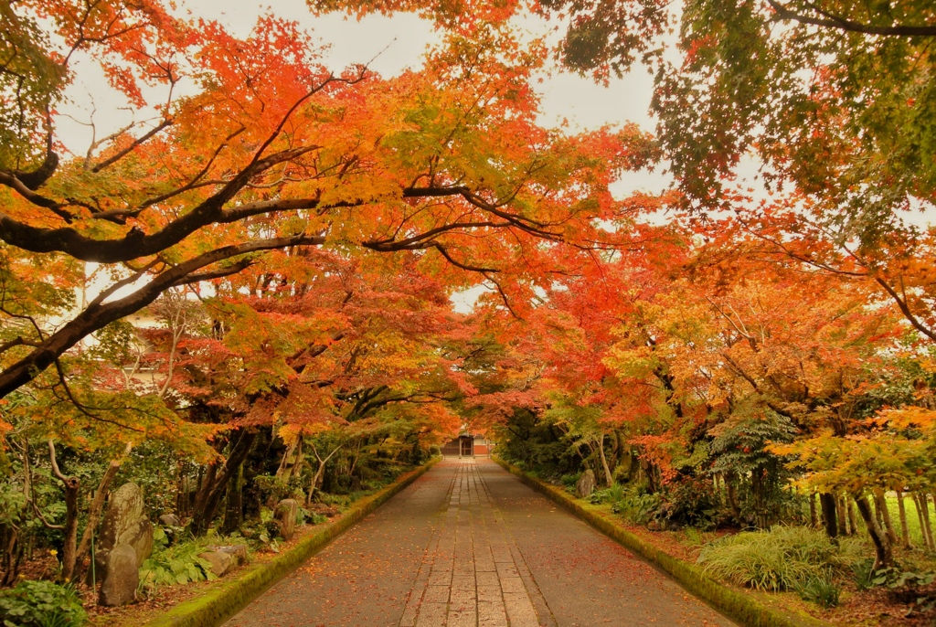龍福寺・紅葉