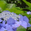 山口県防府市・阿弥陀寺（紫陽花寺）