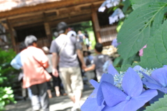 山口県防府市・阿弥陀寺（紫陽花寺）