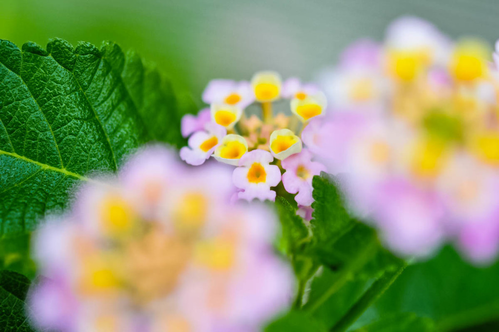 Lantana ランタナ