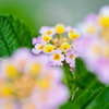 Lantana ランタナ