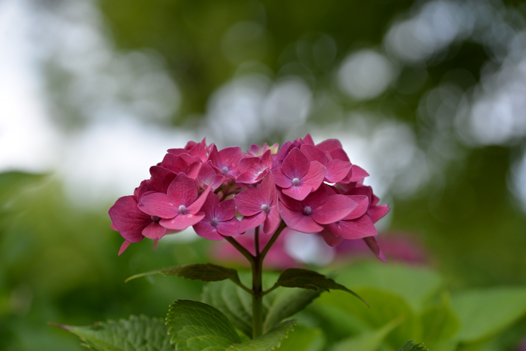 紫陽花