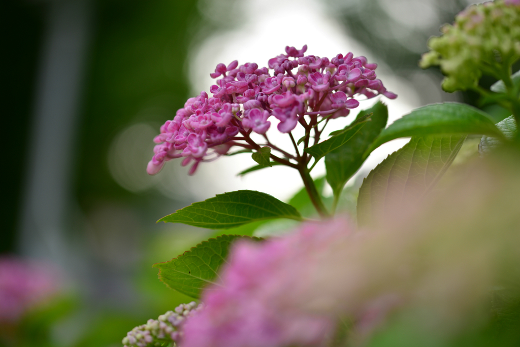 紫陽花