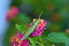 Grasshopper & Lantana