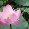 水元公園