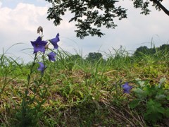 星峠の棚田