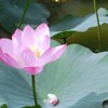 水元公園