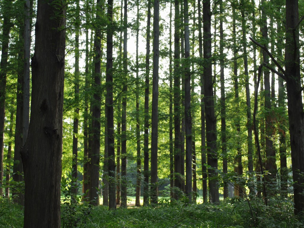水元公園