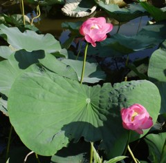 水元公園