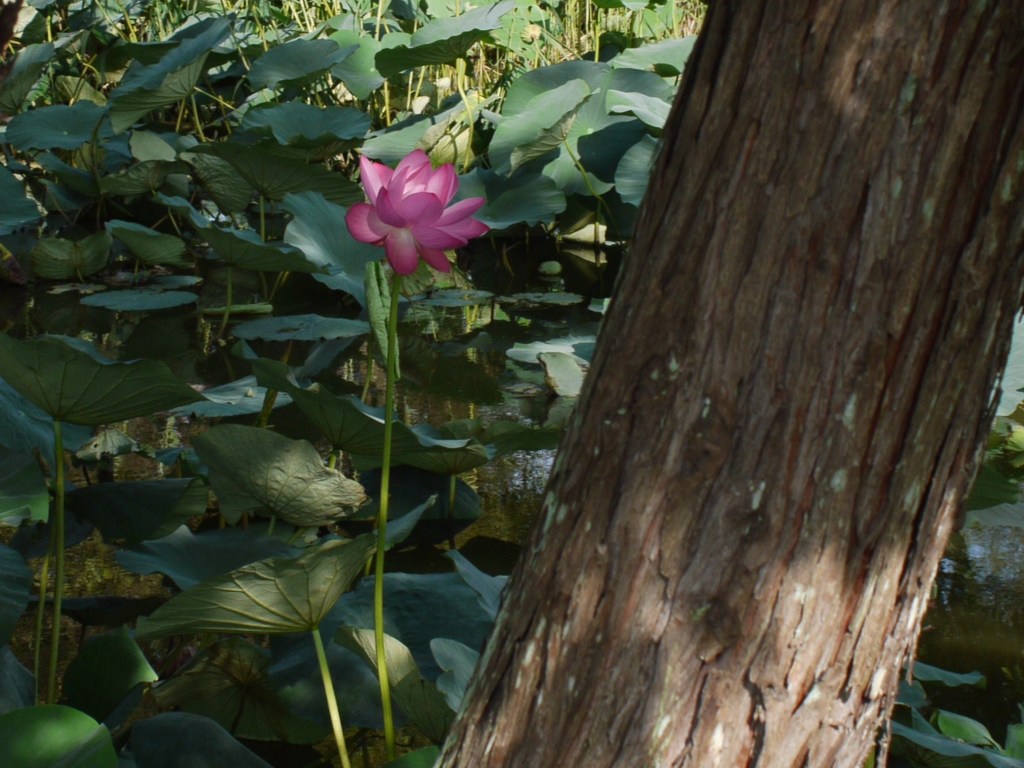 水元公園