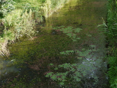 水元公園