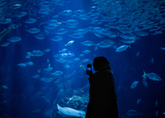 水族館=アート