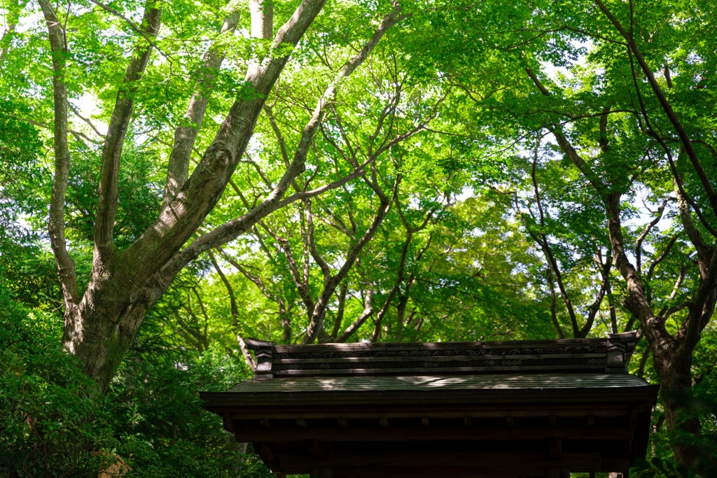 木漏れ日