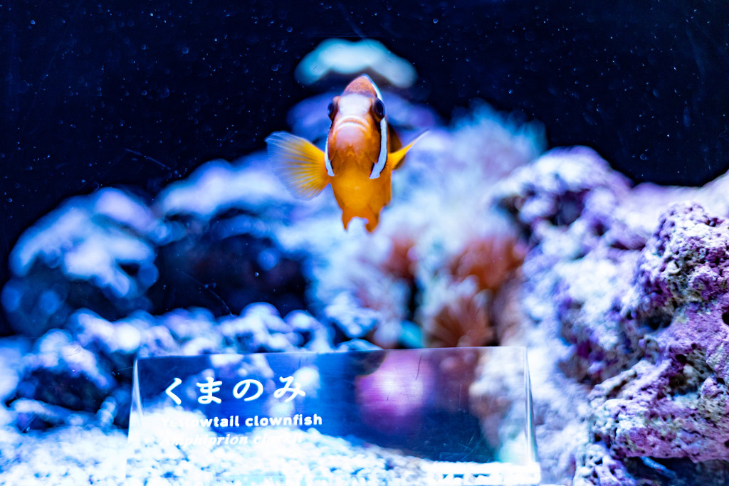 自己紹介