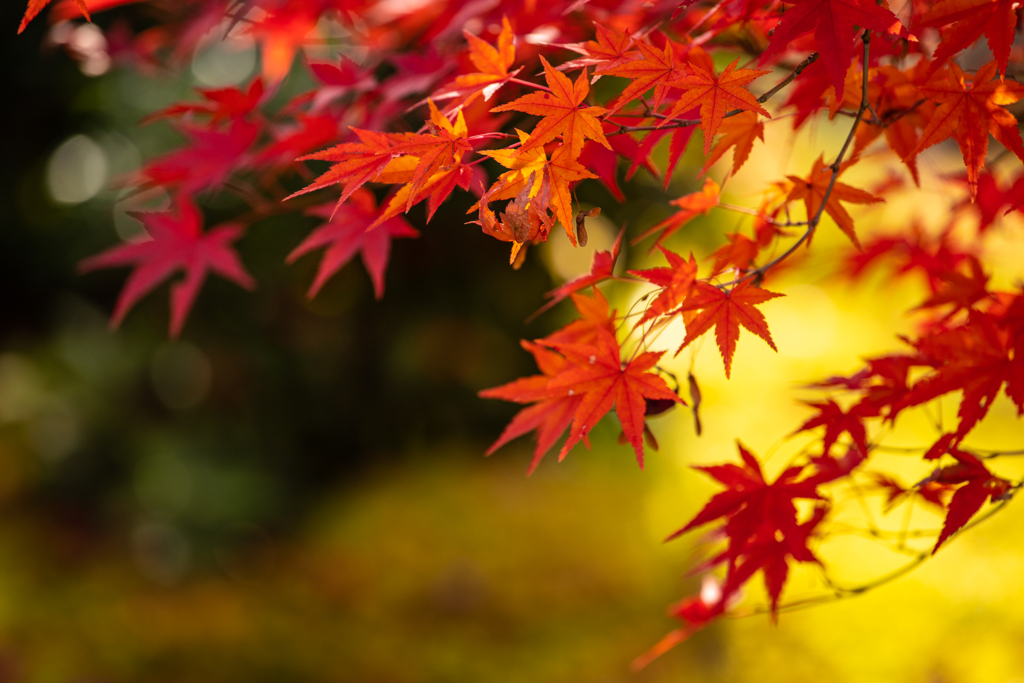 季節外れの京の紅葉