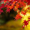 季節外れの京の紅葉