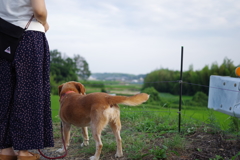 実家で散歩中