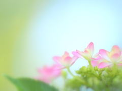 紫陽花