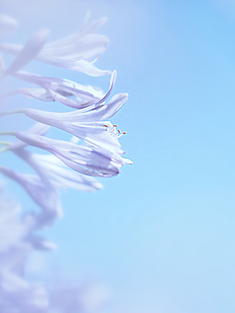 愛の花