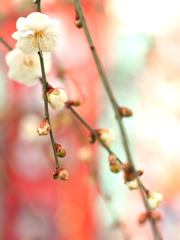 天満宮さんの梅