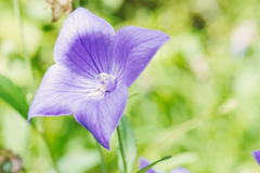 向島百花園