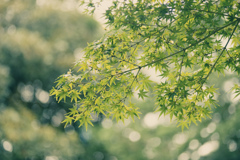 向島百花園