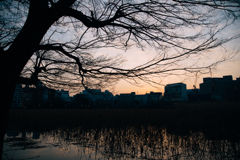不忍池の空