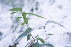 草in雪