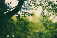 向島百花園