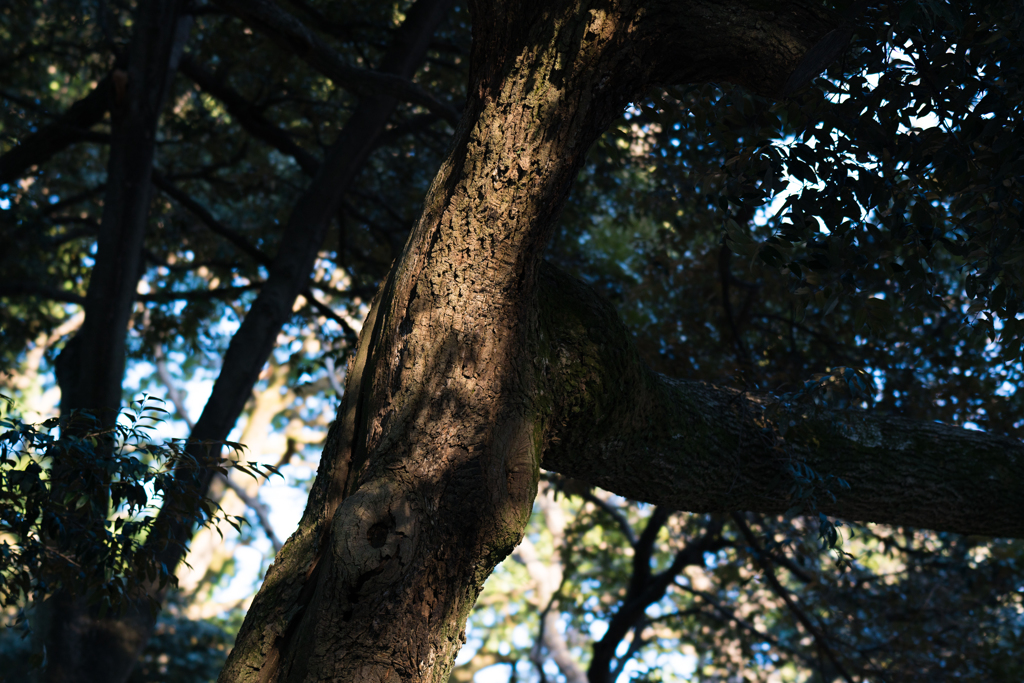 木